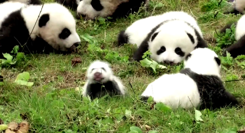 The China Giant Panda Protection and Research Center bred 42 panda cubs in 2017 out of which 36 made their public appearance. The China Giant Panda Protection and Research Center bred 42 panda cubs in 2017 out of which 36 made their public appearance.