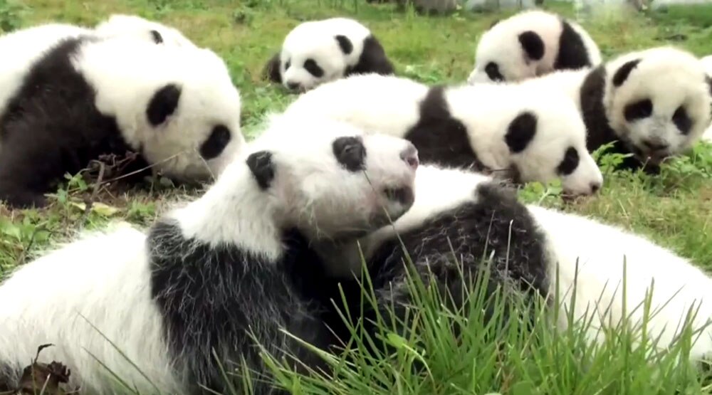 The China Giant Panda Protection and Research Center bred 42 panda cubs in 2017 out of which 36 made their public appearance. The China Giant Panda Protection and Research Center bred 42 panda cubs in 2017 out of which 36 made their public appearance.