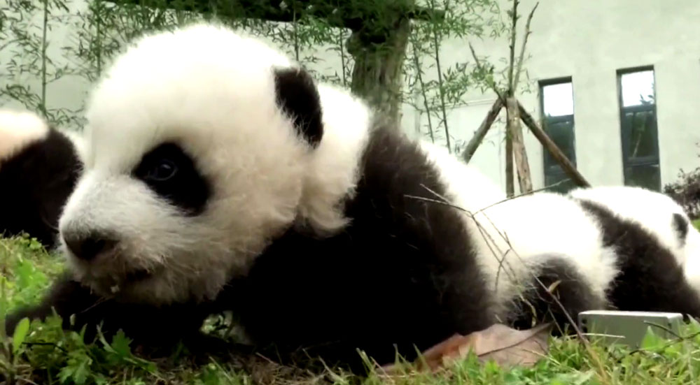 The China Giant Panda Protection and Research Center bred 42 panda cubs in 2017 out of which 36 made their public appearance. The China Giant Panda Protection and Research Center bred 42 panda cubs in 2017 out of which 36 made their public appearance.