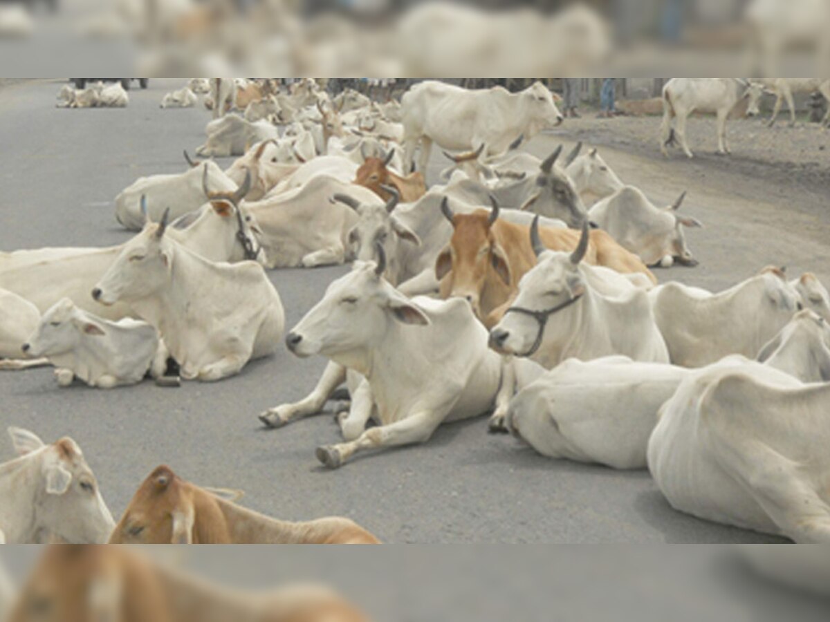 सरकार ने सभी 51 जिलों में गाय-भैंसों के आधार बनाने की तैयारी कर ली है. (file pic)