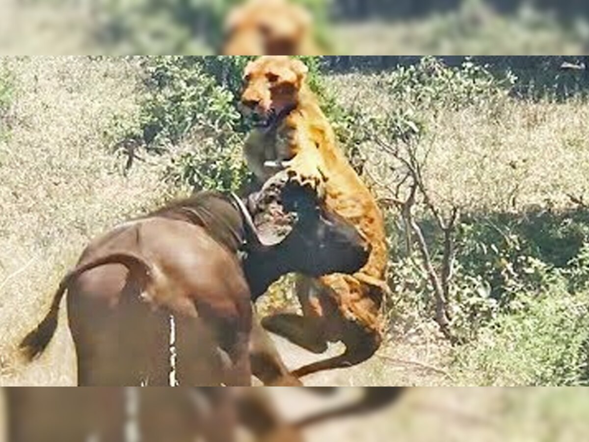 VIRAL VIDEO : जंगल में हुई लड़ाई, भैंस ने शेरनी को उठाकर पटका, किसकी हुई जीत