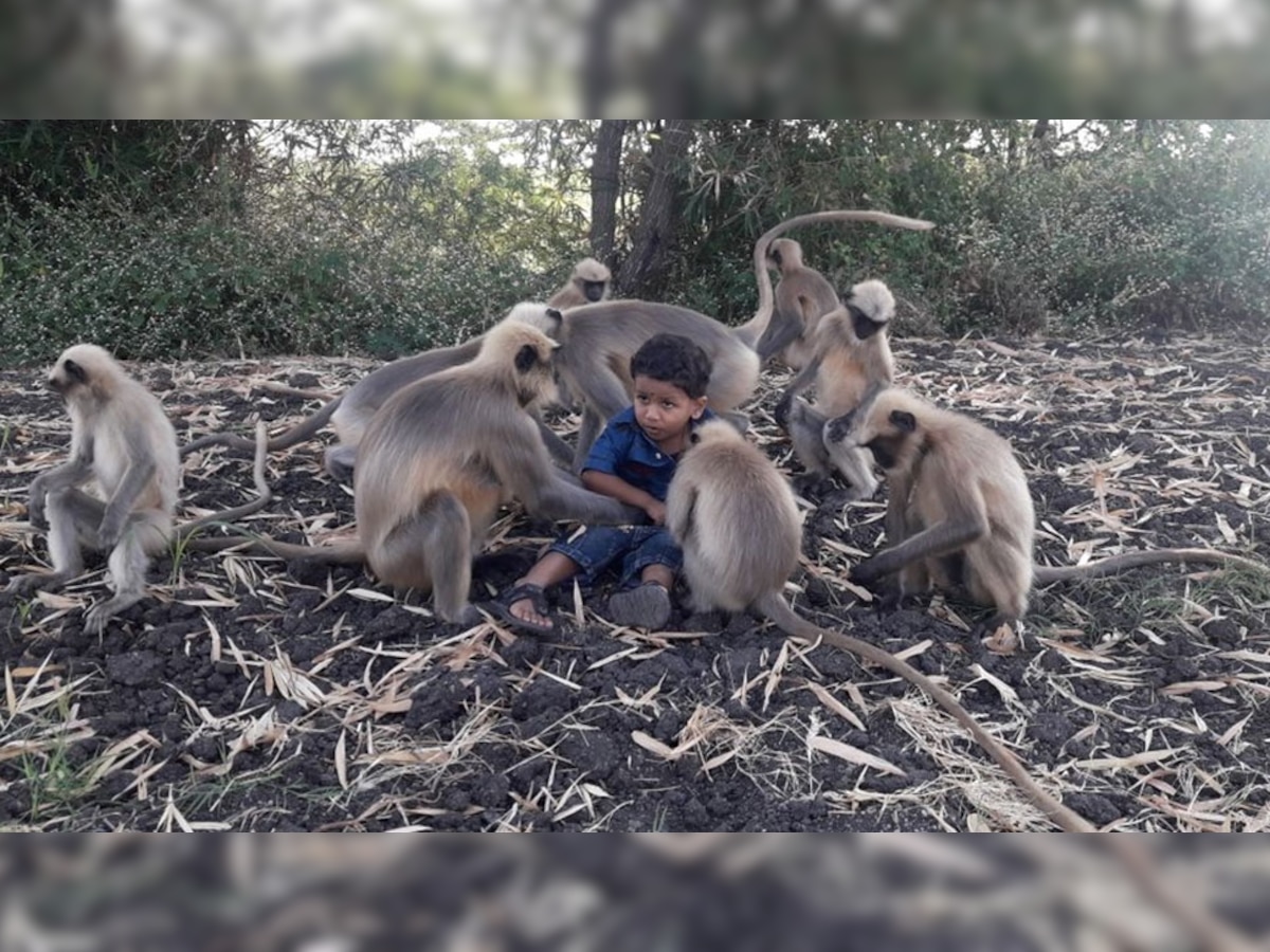 2 साल के बच्चे और बंदरों के बीच अजीब रिश्ता (फोटो: IANS)