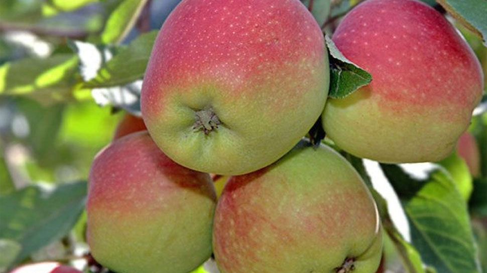 11 Important Benefits of eating Apple everyday 11 Important Benefits of eating Apple everyday