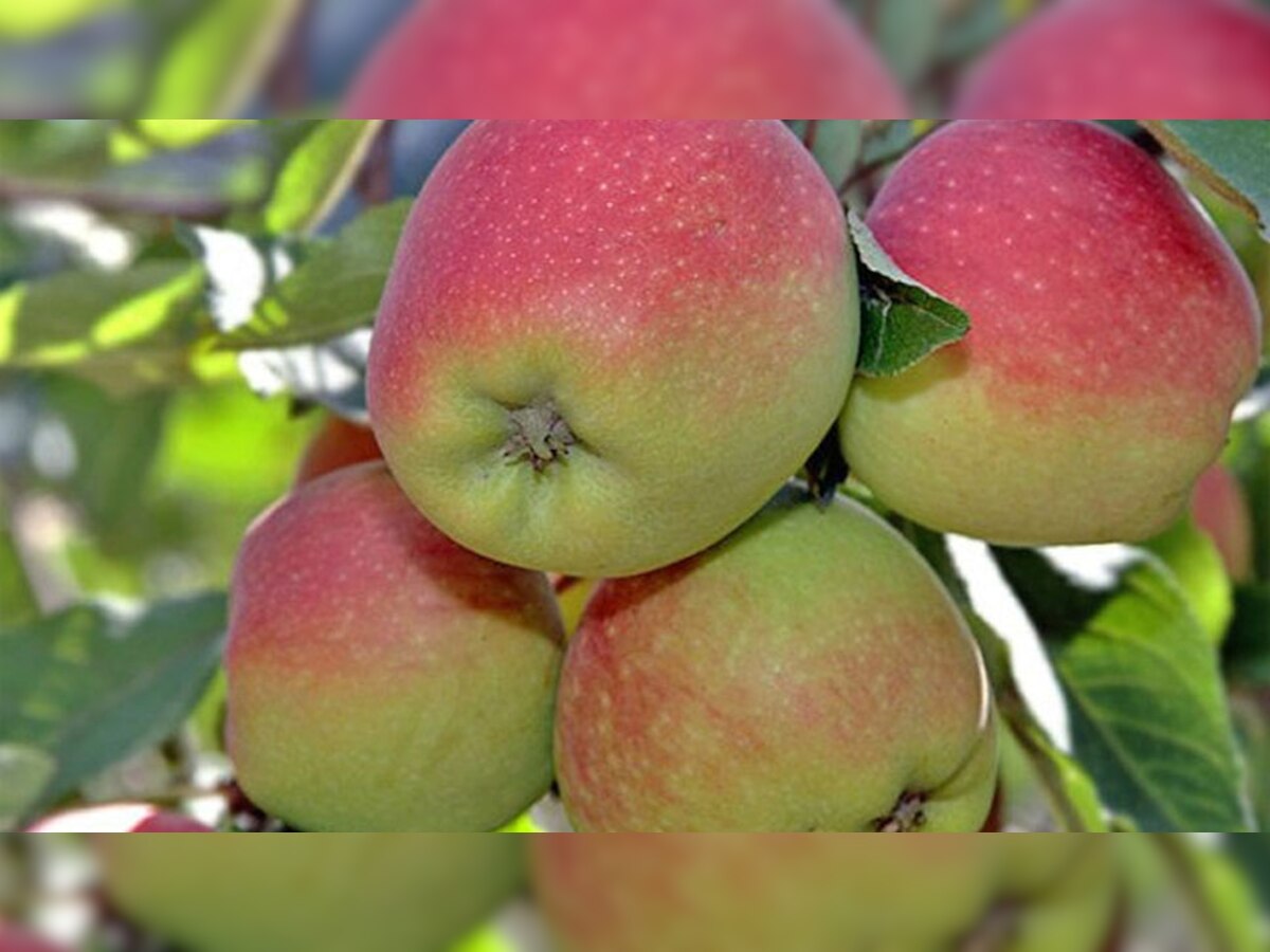 11 Important Benefits of eating Apple everyday सेब खाने से पहले क्या