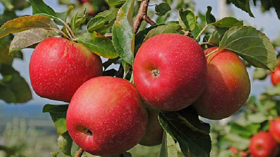 11 Important Benefits of eating Apple everyday 11 Important Benefits of eating Apple everyday