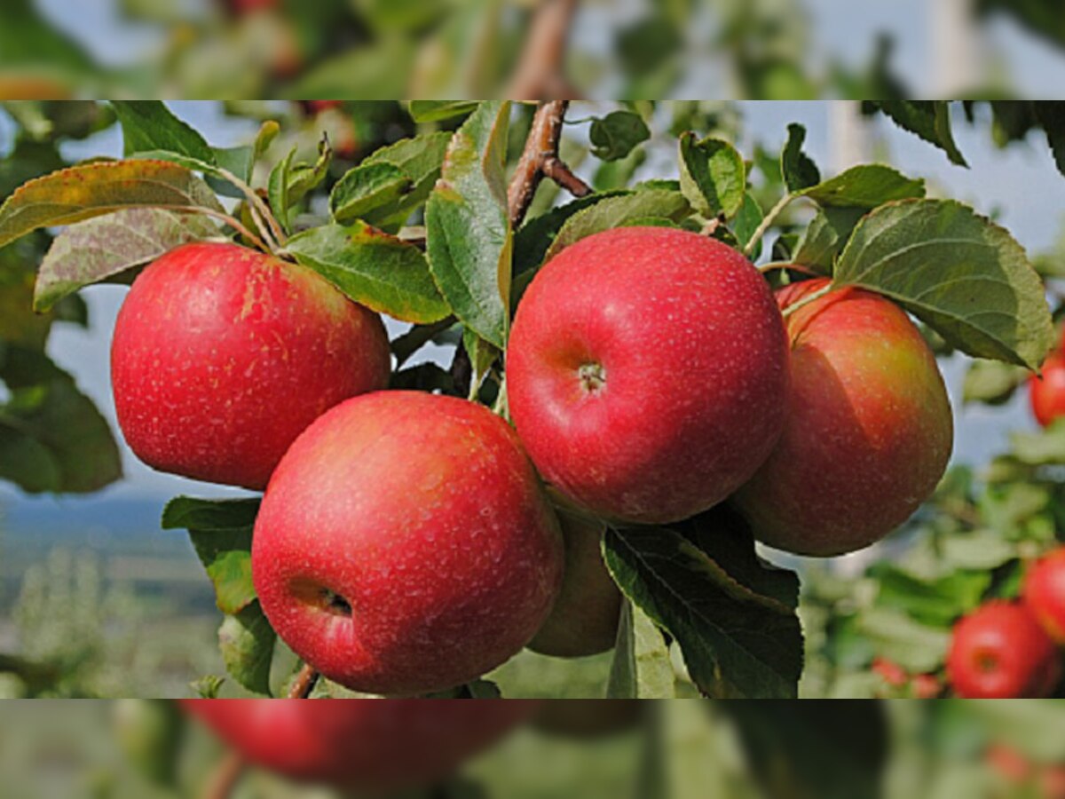 11 Important Benefits of eating Apple everyday सेब खाने से पहले क्या