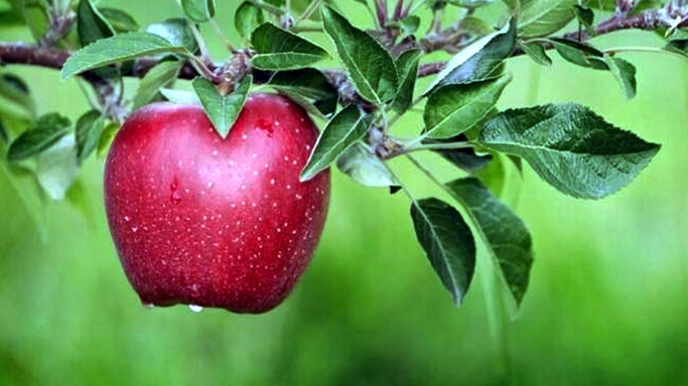 11 Important Benefits of eating Apple everyday 11 Important Benefits of eating Apple everyday