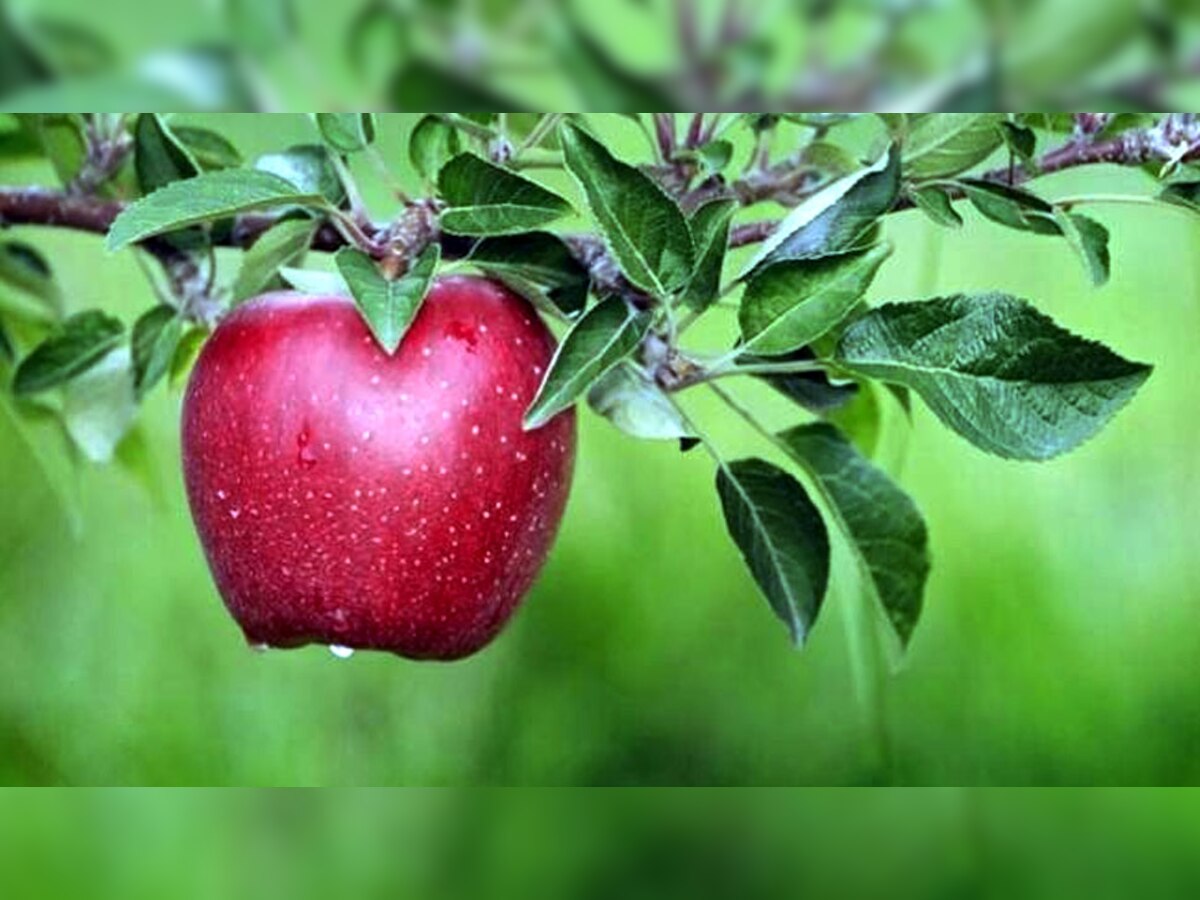 11 Important Benefits of eating Apple everyday सेब खाने से पहले क्या