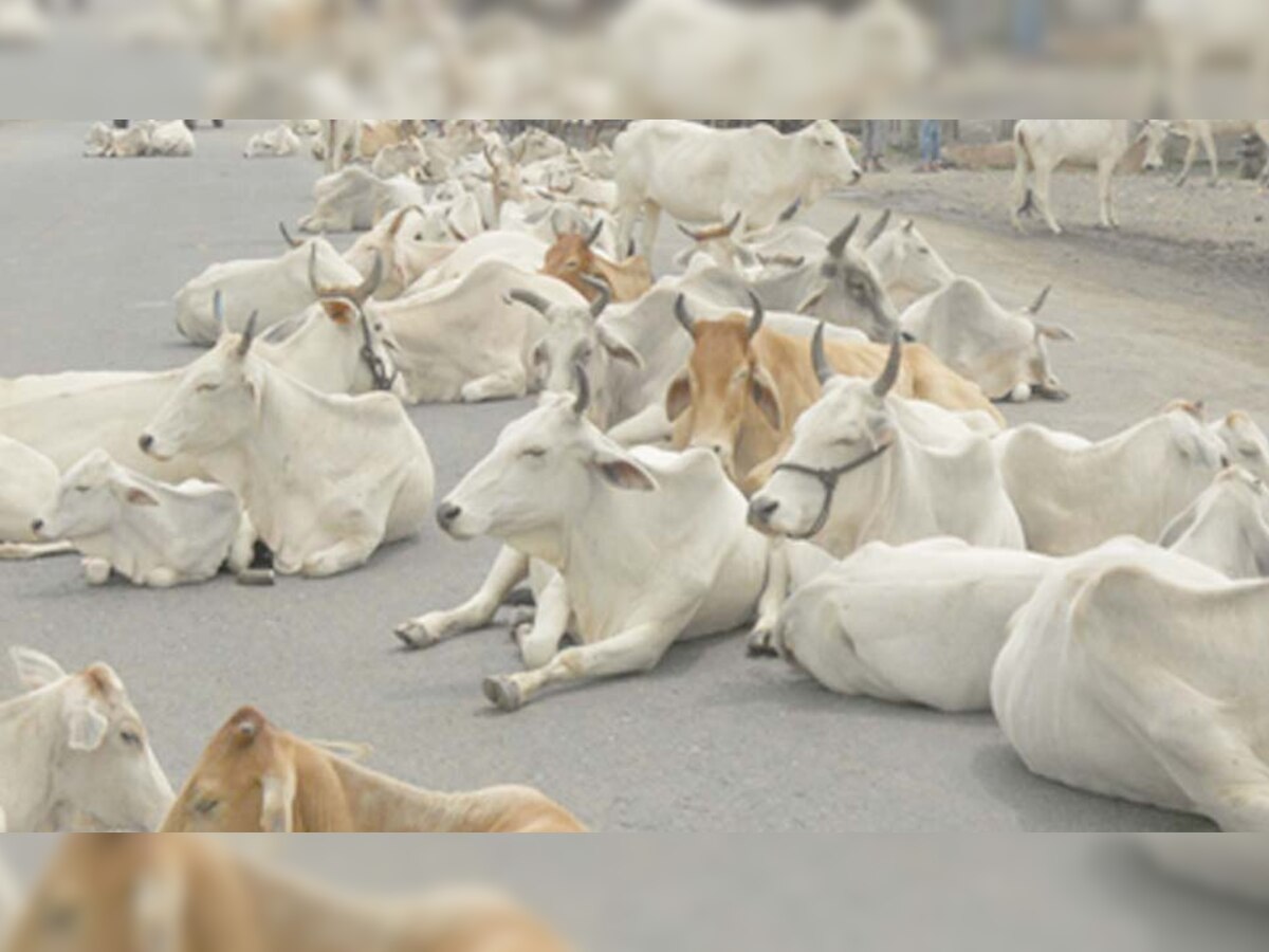 शिवराज सरकार ऐसा कानून लाने जा रही है जिसमें गायों को आवारा छोड़ने वालों को सजा होगी (प्रतीकात्मक तस्वीर)