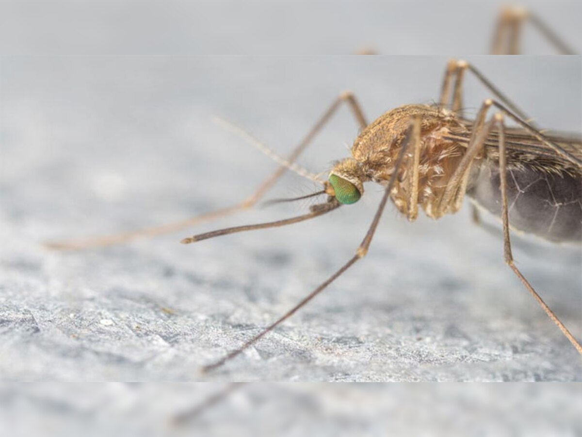 अरुणाचल प्रदेश के टाल्ले वन्यजीव अभयारण्य में अनुसंधान कर्मियों ने कीट की एक नई प्रजाति का पता लगाया है.(प्रतीकात्मक तस्वीर)