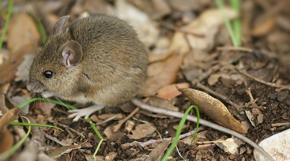 Scrub typhus is dangerous disease Scrub typhus is dangerous disease