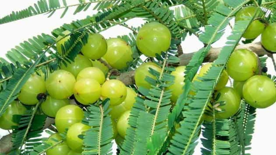 fruits and vegetables control high blood pressure fruits and vegetables control high blood pressure