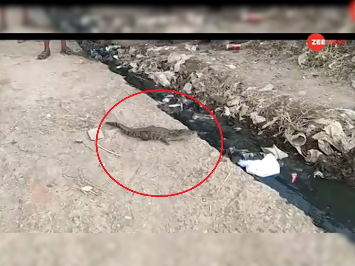VIDEO: तालाब से निकलकर गांव में घुस आया मगरमच्छ का बच्चा, मच गई अफरा-तफरी