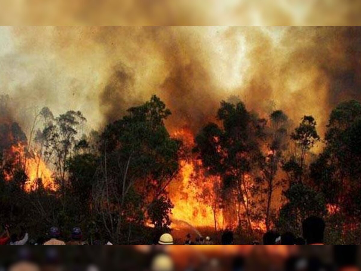 जनवरी में भी ऑस्टेलिया के जंगलों में आग लगी थी. (प्रतीकात्मक तस्वीर)