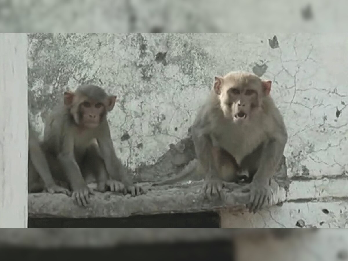 स्थानीय लोगों का मानना है कि बंदरों को जहर देकर मारा जा रहा है... (फोटो एएनआई)