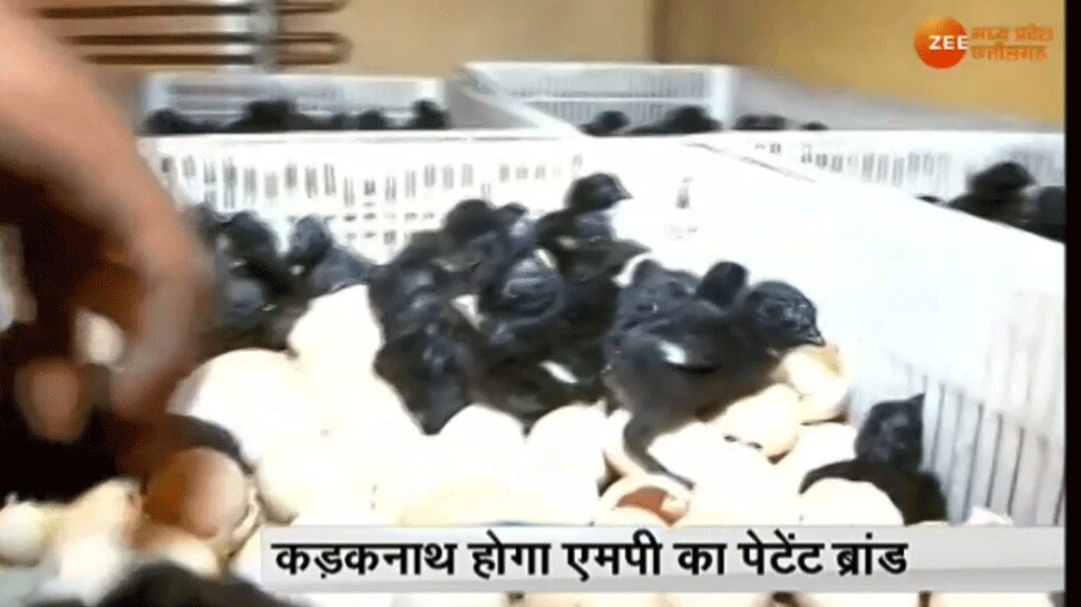 KadakNath Breed is Super Good KadakNath Breed is Super Good