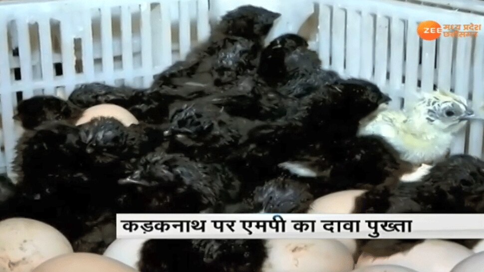 KAdaknath have less Fat KAdaknath have less Fat
