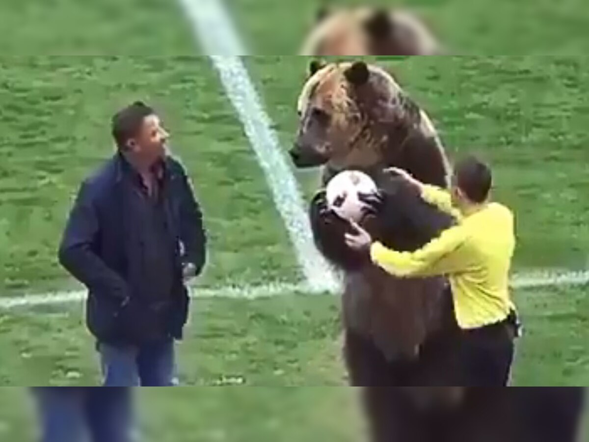 रूस के एक फुटबॉल मैच में एक भालू रैफरी को गेंद देते हुए  (फोटो : Screen Grab)