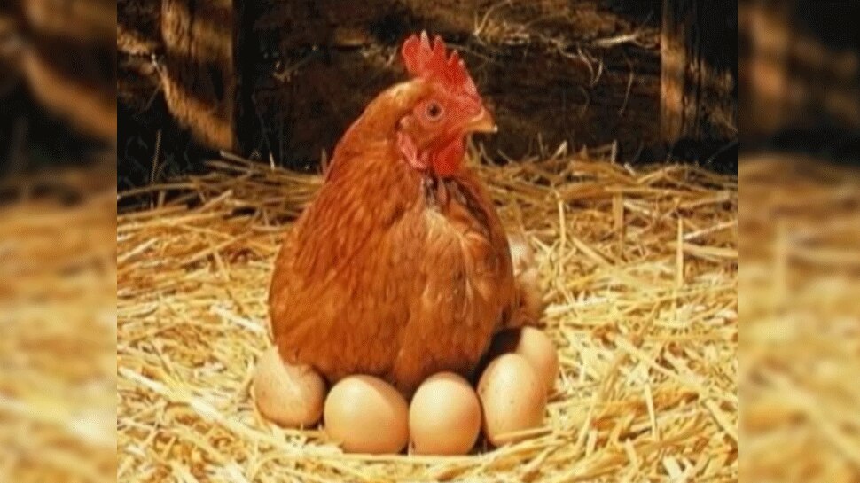 Sardar Vallabh Bhai Patel Agricultural University research on Ayurvedic