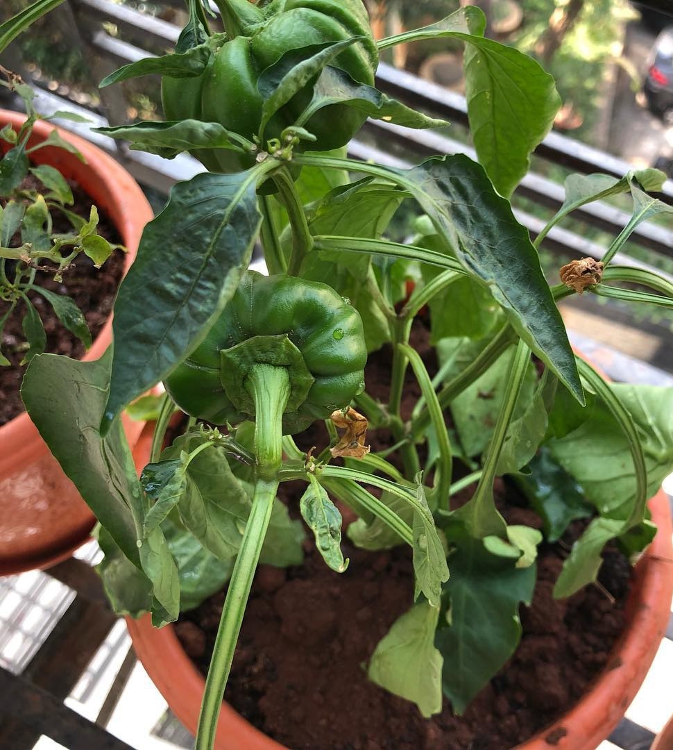 Capsicum is the secret of Madhuri Dixit beauty and fitness Capsicum is the secret of Madhuri Dixit beauty and fitness