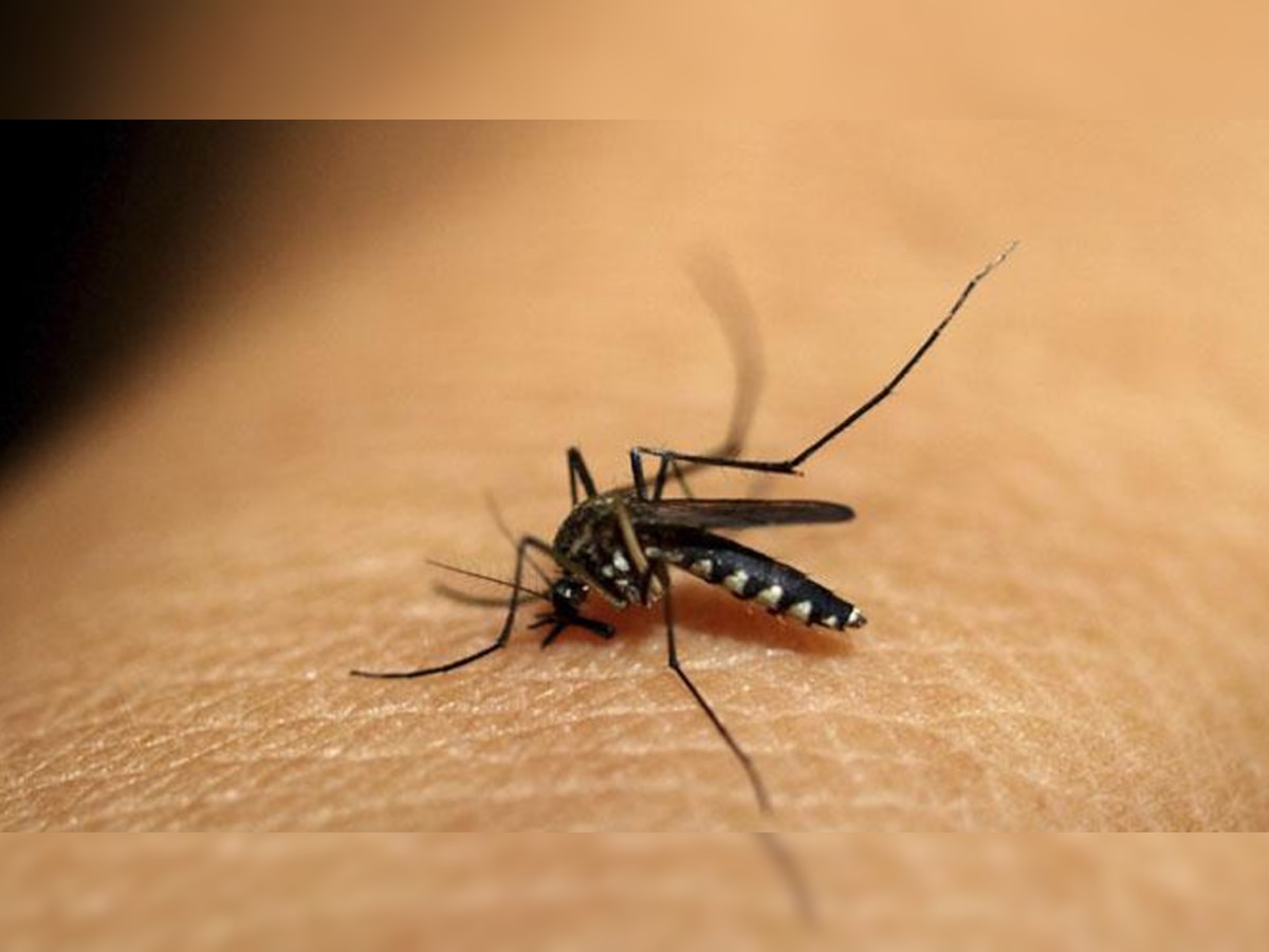 आज है विश्व मलेरिया दिवस (फाइल फोटो)