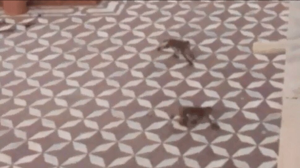 ताजमहल में बंदरों का आतंक, पर्यटकों पर किया हमला Terror of monkeys in Taj Mahal, two foreign tourists injured