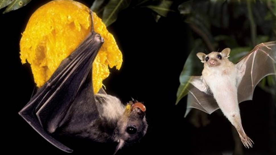 Will Fruit Bats Eat Vegetables at Debra Kirkman blog