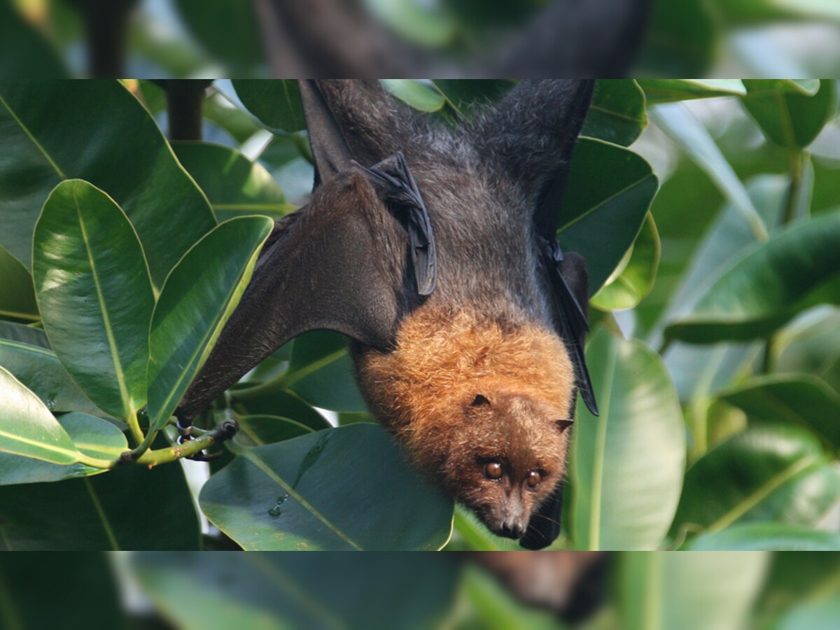 Nipah Virus: दुश्मन नहीं, दोस्त होते हैं चमगादड़, जानिए क्या हैं फायदे