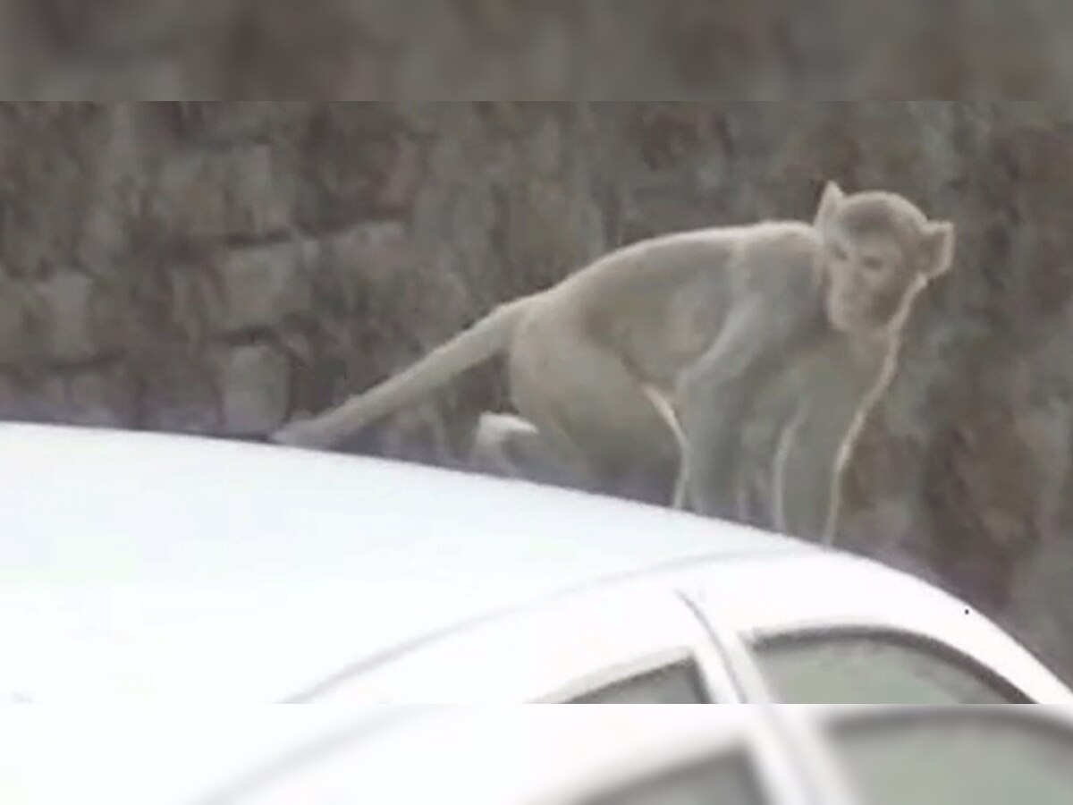धाकरन चौराहे पर बंदर ने इस घटना को अंजाम दिया. (फोटो एएनआई)