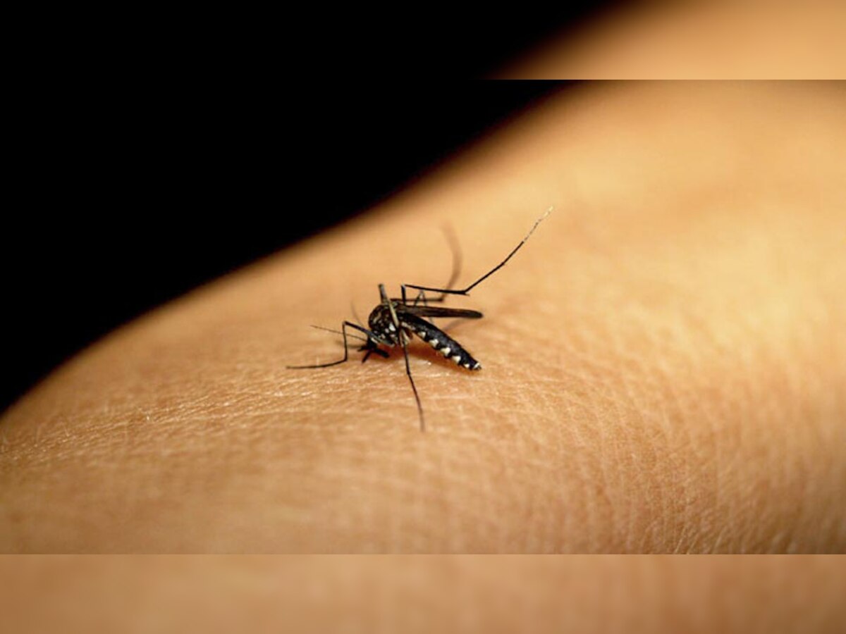 मच्छरों पर काबू के लिए वैज्ञानिकों ने खोजा ये तरीका, जानकर हो जाएंगे हैरान 