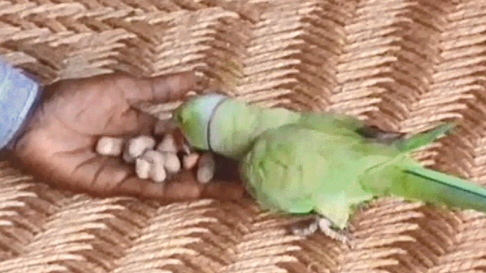 एक-दूजे पर जान छिड़कते हैं किसान और तोता Parrot and man becomes best friend