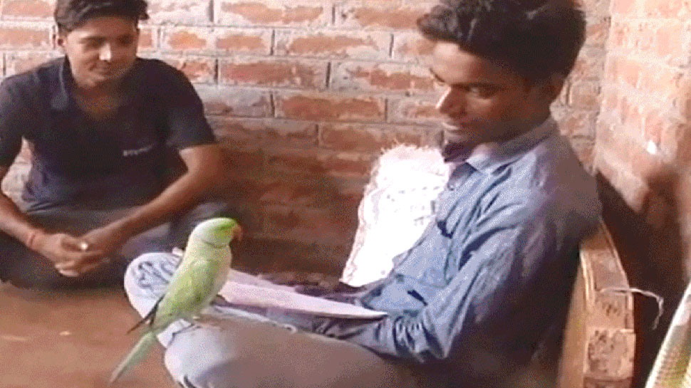 एक-दूजे पर जान छिड़कते हैं किसान और तोता Parrot and man becomes best friend