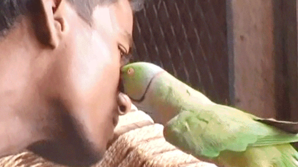 एक-दूजे पर जान छिड़कते हैं किसान और तोता Parrot and man becomes best friend