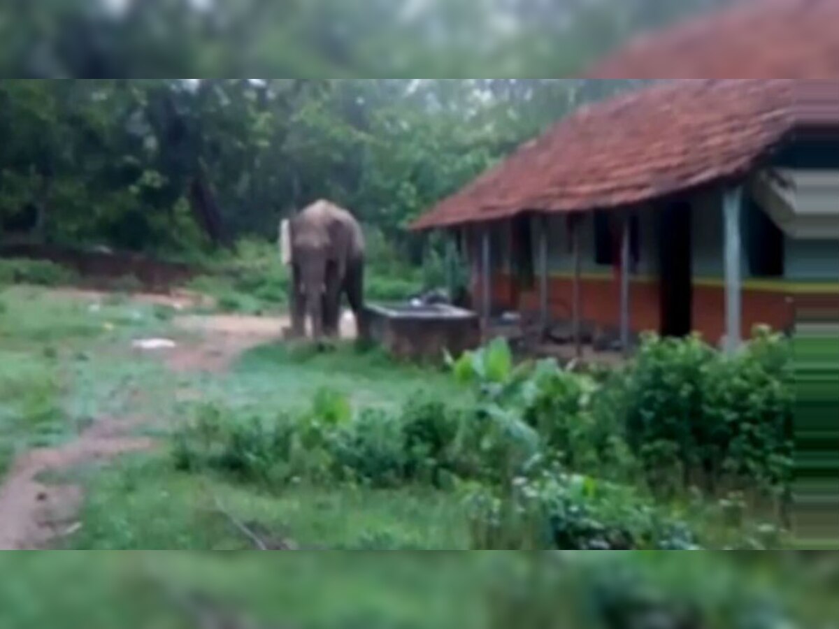 घाटशिला के गुराबान्दा प्रखंड में भी हाथियों का तांडव लगातार जारी है