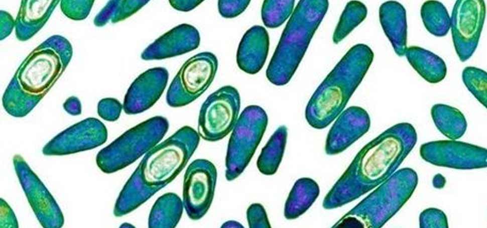dal cheeni oil helps to fight with superbugs : research dal cheeni oil helps to fight with superbugs : research