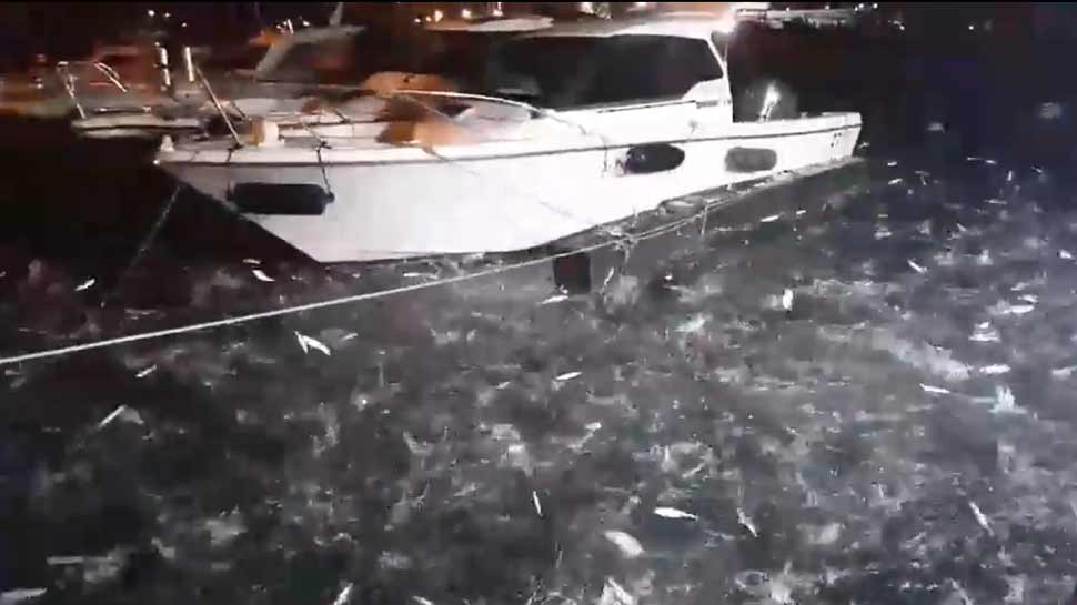 Unbelievable moment tens of thousands of sardines jump out of water and onto a fisherman's boat