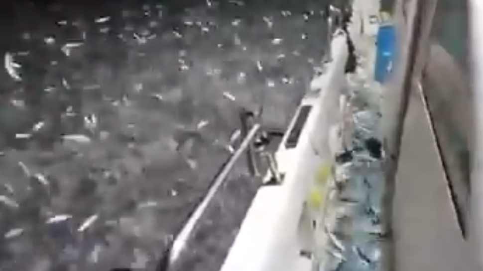 Unbelievable moment tens of thousands of sardines jump out of water and onto a fisherman's boat