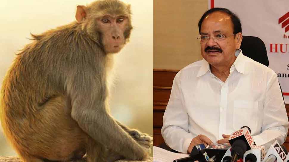 Vice President Venkaiah Naidu also victim of Monkey incitement Vice President Venkaiah Naidu also victim of Monkey incitement