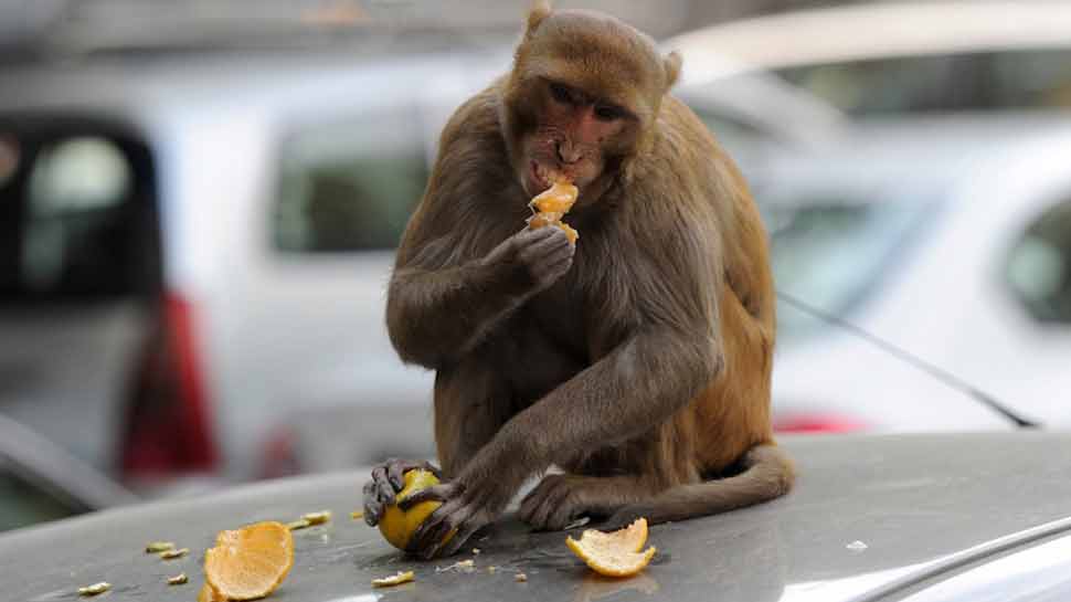 Vice President Venkaiah Naidu also victim of Monkey incitement Vice President Venkaiah Naidu also victim of Monkey incitement