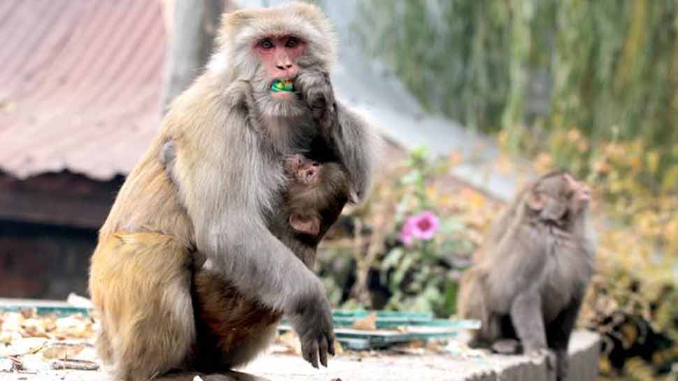 Vice President Venkaiah Naidu also victim of Monkey incitement Vice President Venkaiah Naidu also victim of Monkey incitement