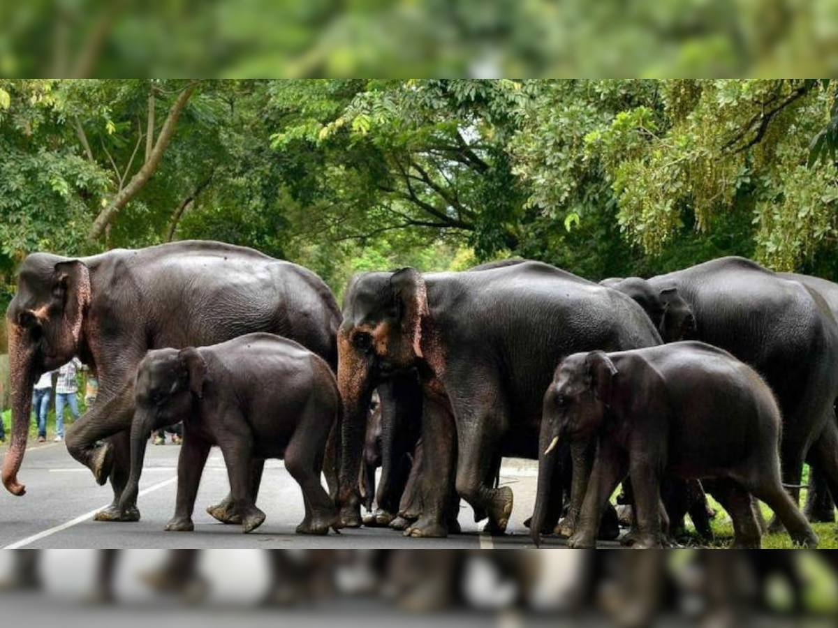 पिछले कुछ दिनों से हाथियों का इस इलाके में आना लगातार जारी है. 