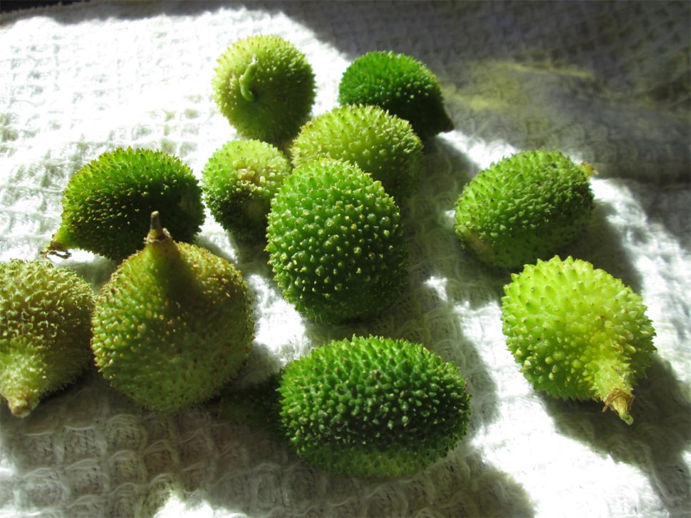 Kantola is beneficial for better digestion Kantola is beneficial for better digestion