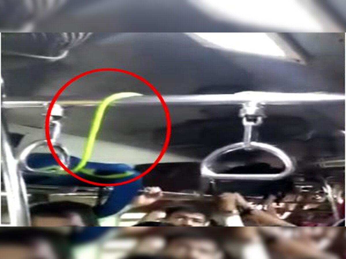 मुंबई लोकल ट्रेन में सफर के दौरान यात्रियों में उस समय हड़कंप मच गया, जब उन्‍होंने कोच के ऊपर हैंडल बार पर एक सांप देखा.