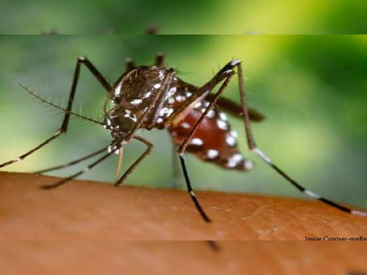 चिकनगुनिया एक वायरल बीमारी है, जो मच्छर के काटने से फैलती है