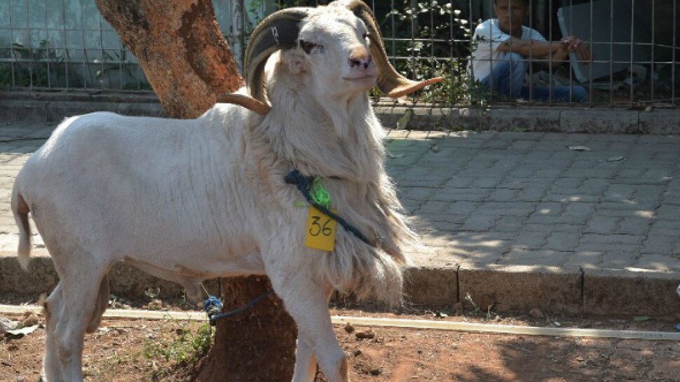 Maharashtra BJP said over goat meat in eid बकरीद पर खाए जाने वाले मीट की भी जांच जरूरी होनी