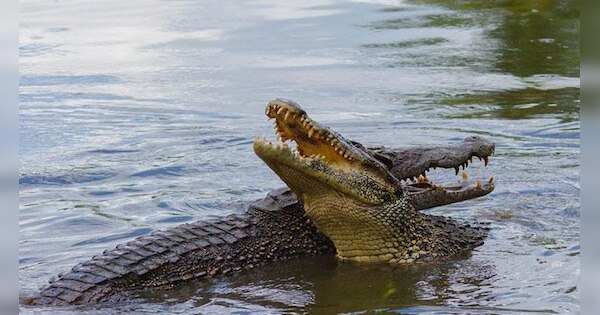 Boat Trapped In Crocodiles Filled River In Australia ऑस्‍ट्रेलिया मगरमच्छों से भरी नदी में