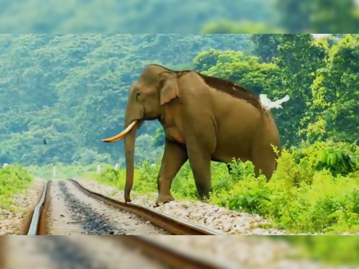 VIDEO : हाथियों को बचाने के लिए मधुमक्खी बनी वरदान, काम कर गया रेलवे का ''Plan Bee''