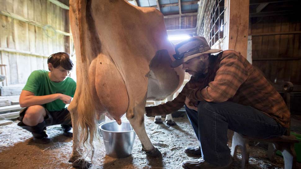 सेहत के लिए रामबाण है गाय का दूध health benefits of drinking 3 cup cow milk every day in hindi