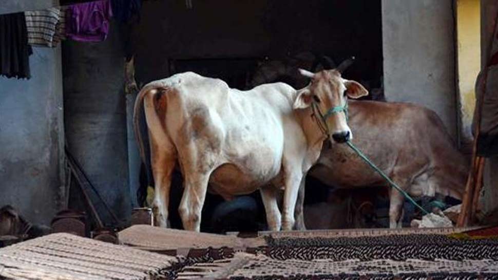 दिल के रोगियों के लिए रामबाण health benefits of drinking 3 cup cow milk every day in hindi