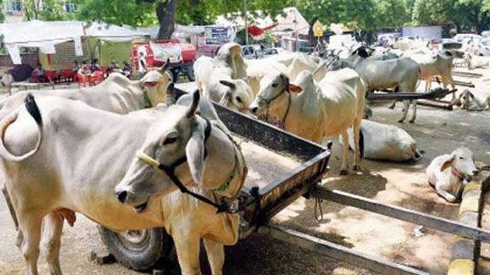 मानसिक विकास में सहायक health benefits of drinking 3 cup cow milk every day in hindi